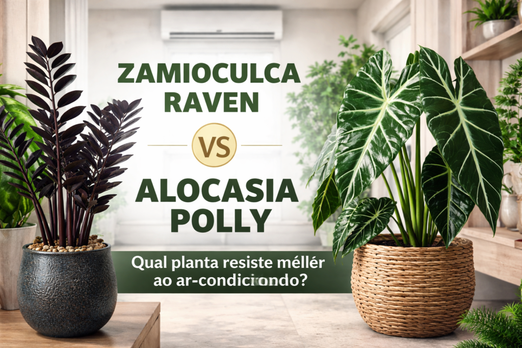 Comparação visual entre Zamioculca Raven vs Alocasia Polly em ambiente interno com ar-condicionado, destacando diferenças de aparência e adaptação.